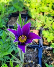 Pulsatilla vulgaris blaue gebraucht kaufen  Brilon