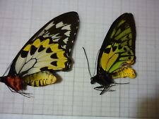 Ornithoptera lydius pair d'occasion  Dreux