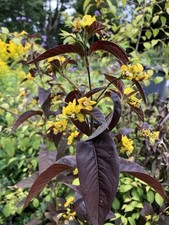 Loosestrife firecracker red for sale  ASHBOURNE