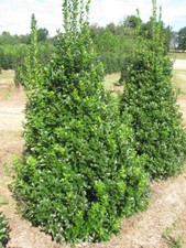 Oak leaf holly for sale  Pelzer
