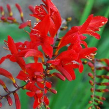 Seeds red crocosmia for sale  GRANTHAM