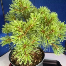 Soft needle.white pine for sale  Grove City