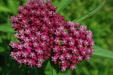Seeds milkweed swamp for sale  Phoenix