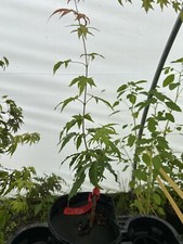 tree chickens for sale tree chickens for sale Hendersonville