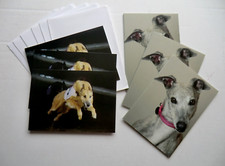 Harlow retired greyhound for sale  LANCING