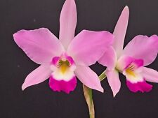 Division laelia anceps for sale  Bolinas