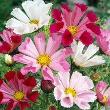 Cosmos seashells mixed for sale  GRIMSBY
