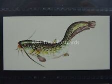 .11 catfish sport for sale  UK