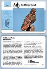 Red tailed hawk for sale  SLEAFORD