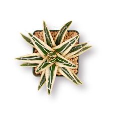 Agave victoriae reginae usato  Roma