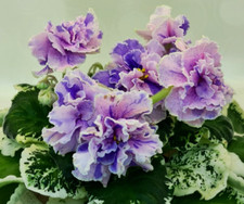 African violet leaves for sale  Spring