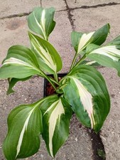 Hosta alternative mehrtriebig gebraucht kaufen  Hesel