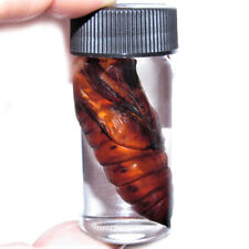 Acherontia atropos pupa for sale  Sahuarita