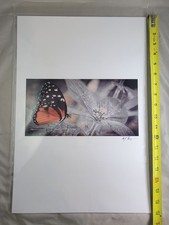 Close photography butterfly for sale  San Jose