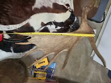 Wyoming moose antler for sale  Smyrna