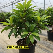 Sapodilla tree plant for sale  Vero Beach