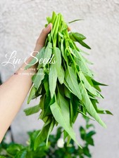 1kg thai water for sale  Montclair