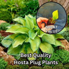 Hosta jumbo plug for sale  BEDFORD