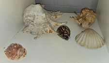 Sammlung meeresmuscheln deko gebraucht kaufen  Weißenhorn