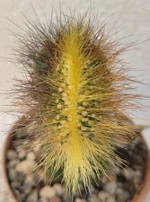 Weberbauerocereus winterianus  usato  Lecce