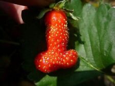 Fragola forma pene usato  Italia