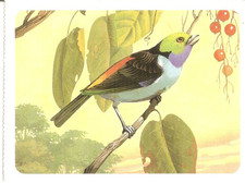 Disney fiche animaux d'occasion  Buxerolles