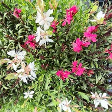 Pianta gaura usato  Terlizzi