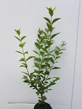 Liguster valifolium 60cm gebraucht kaufen  Saterland