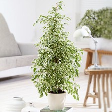 Ficus starlight sale for sale Ficus starlight sale for sale  UK