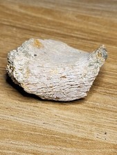 Thescelosaurus vertebra fossil for sale  SOLIHULL