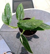 Philodendron cobra monstera gebraucht kaufen  Mutlangen