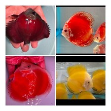 Pack discus 3.5 for sale  San Jose