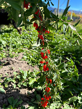 Wolfberry goji berry for sale  Malad City