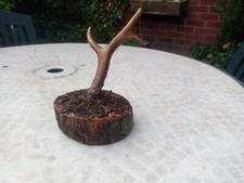 Forest floor genuine for sale  BROUGH