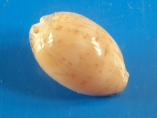 Cypraea cinerea martinique d'occasion  Brioude