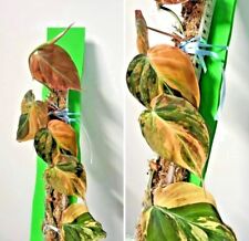Philodendron micans variegata gebraucht kaufen  Neunkirchen-Seelscheid