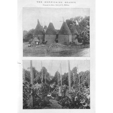 Hop picking season for sale  GLASGOW