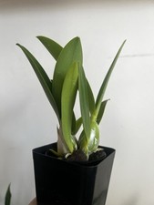 Lc. vigour nobicepz for sale  Akron