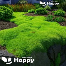 Irish moss 1000 for sale  DONCASTER