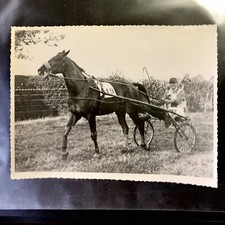 Photo cheval trotteur d'occasion  Nantes-