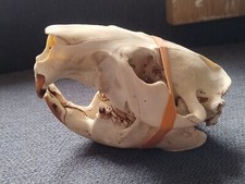 Real scull european for sale  CAMBORNE