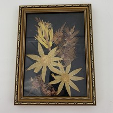 Vintage dried pressed for sale  North Canton