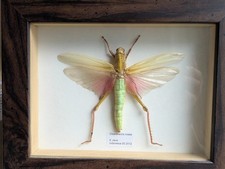 Rosea grasshopper shadow for sale  PLYMOUTH