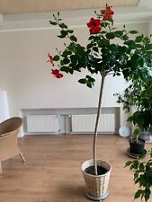 Stecklinge hibiskus rosa gebraucht kaufen  Malchow
