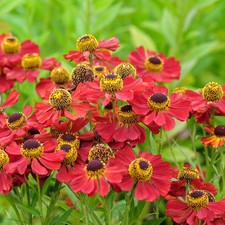 Helenium ruby tuesday for sale  STOKE-ON-TRENT
