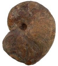 Lias cenoceras intermedius gebraucht kaufen  Erlangen