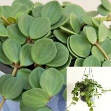 Peperomia hope 4.5inches for sale  Modesto
