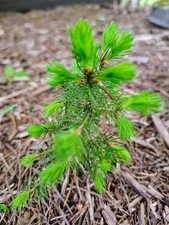 Red pine sapling for sale  Lupton