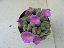 Catus succlent conophytum for sale  SAFFRON WALDEN