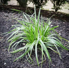 Ice dance carex for sale  Albany